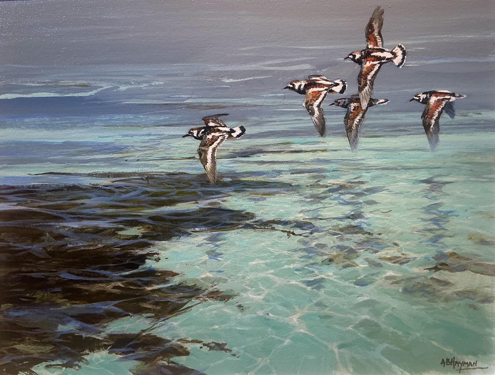Turnstones.