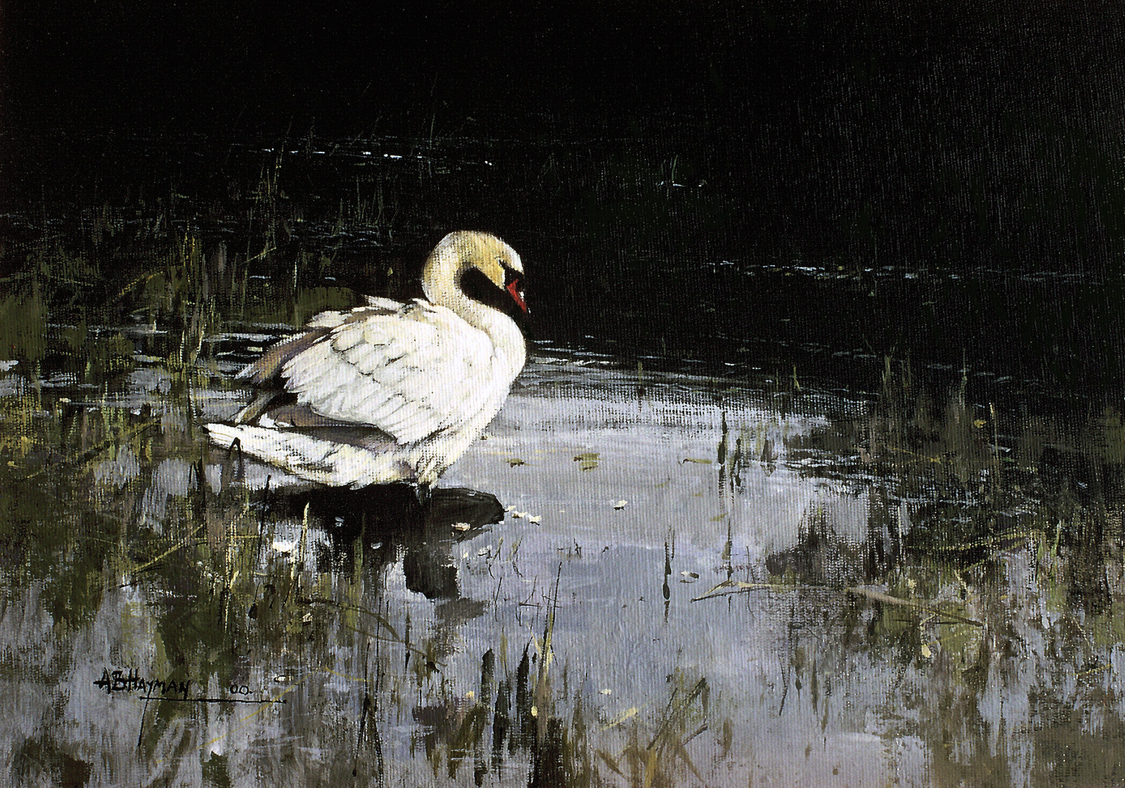 Mute Swan