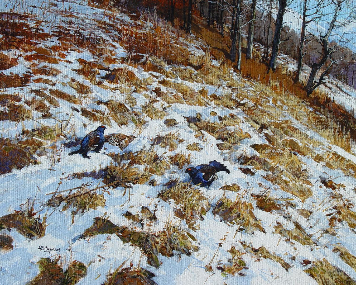 Black Grouse