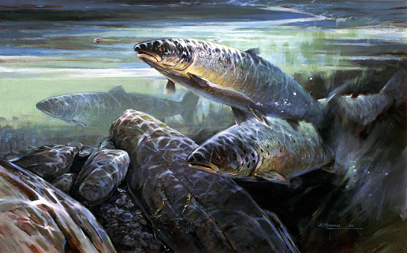 Salmon