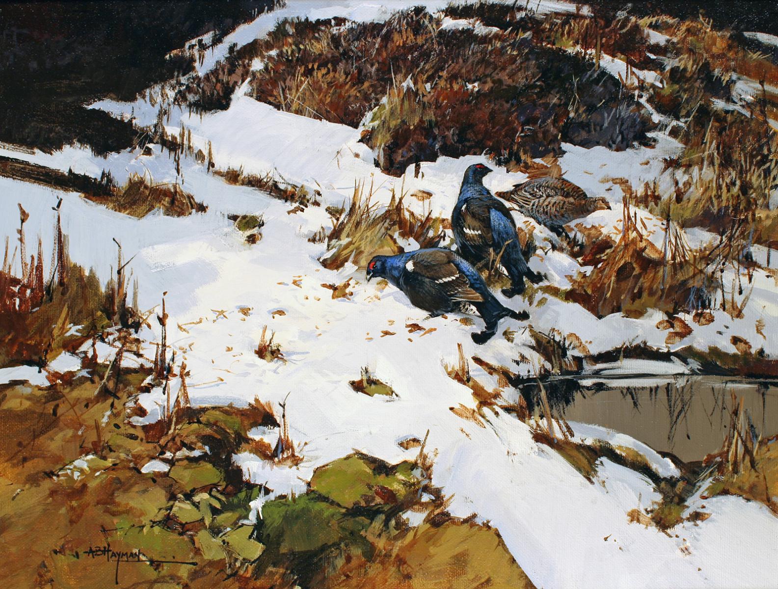 Black Grouse