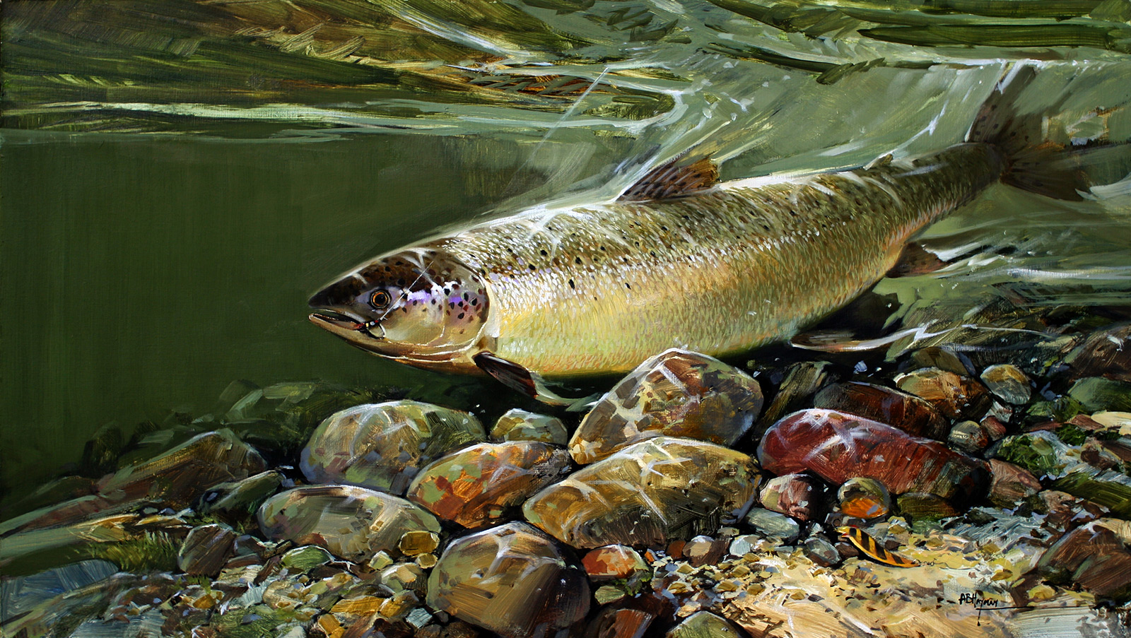 Salmon
