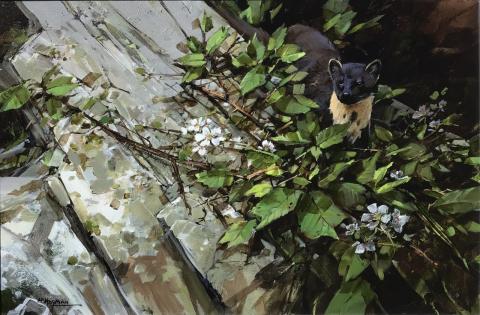 Pine Marten and Brambles.