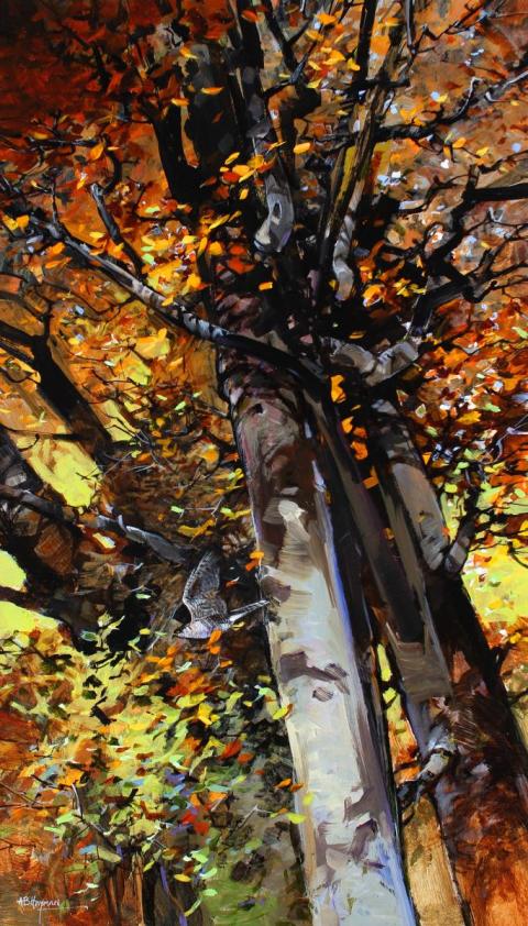 Sparrowhawk - Alan B Hayman